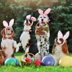 DIY Easter Baskets for Pets