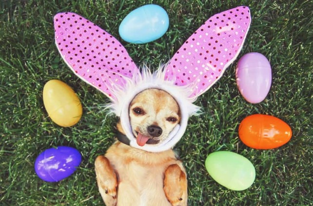 Feed Leftover Easter Eggs to Pets
