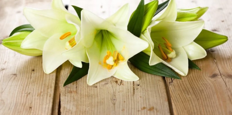 How to Bring an Easter Lily Back to Life